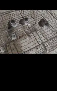 جوجه قناری