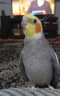 سلام عروس هلندی گمشده در منطقه فلکه سوم آزادشهر