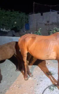 کره اسب زیبا دره شوری