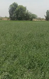 یونجه تر