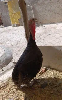 فروش بوقلمون ماده محلی 8 ماهه جوان و تخم گذار