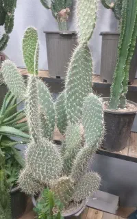 کاکتوس خرگوشی