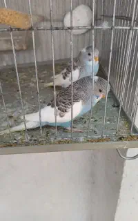 مرغ عشق