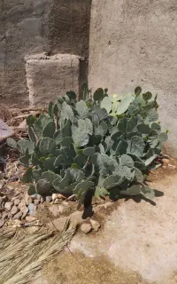 کاکتوس بزرگ