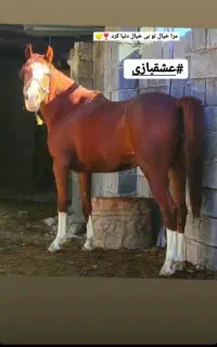 فروش مادیان همراه با کره سه ماهه