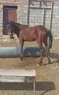 اسب خوشگل نریون یک سال نیم عمرش همه مراحل هم تکمیل