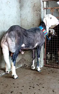 گوسفند 2عدد قوچ بروجردی
