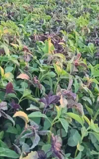 سبزی خوردنی رومشکان