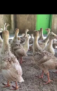 بوقلمون