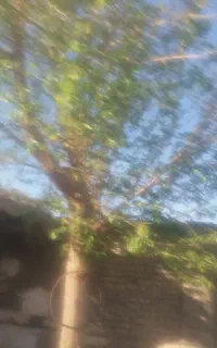 هرس وبریدن درختها مزاحم