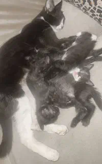 واگذاری چهار بچه گربه