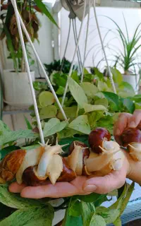 حلزون آچاتینا (حراج ـحراج) حراج واقعی