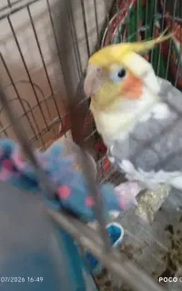 عروس هلندی سخنگو