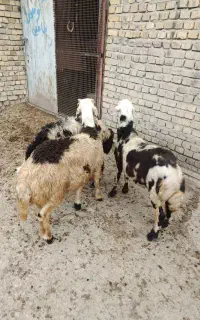 بره قوچ