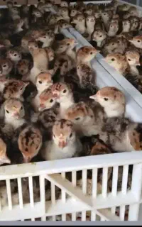 جوجه بوقلمون یک روزه