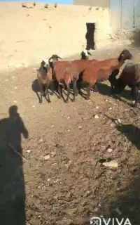 میش تخمی