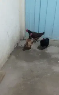 مرغ تخمگذار ترکمن محلی