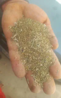بذر شبدر ۴چنه ضمانتی