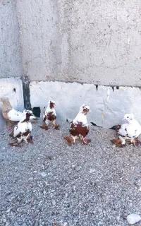 کبوتر