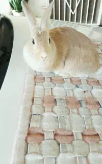 خرگوش نر و مـاده باردار