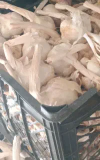 سیر سفید همدان