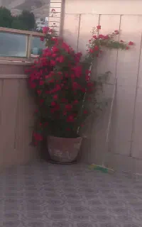 شلیف کاه