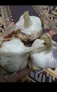 سیر تازه ونایی