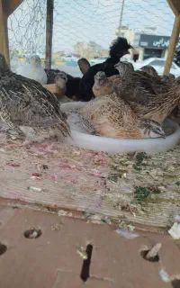 بلدرچین جوجه سلطان