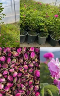 نهال های نسل جدید با مقاومت بالا و عملکرد عالی