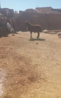بره ماده
