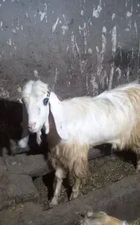 بز نر پاکستانی