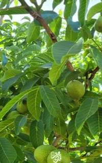 اکیپ گردو تکان حرفه ای و خرید گردو روی درخت