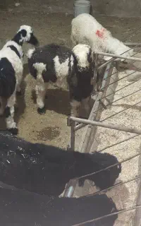 بره