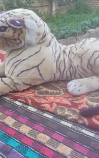 عروسک ببری