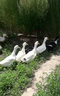 اردک و مرغ
