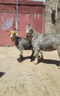 بز معاوضه
