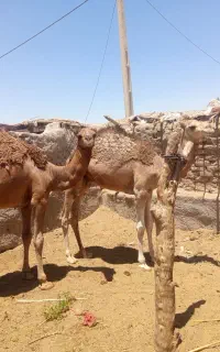 شتر
