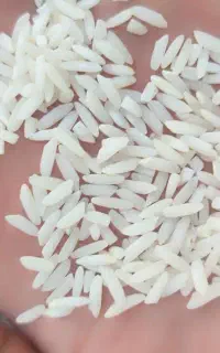 برنج محلی بروجرد مستقیم از کشاورز ب شرط پخت
