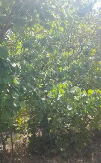 باغچه ۸۵۰ متری درنوبران قزل باغ