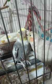 دوعددعروس هلندی سخن گو