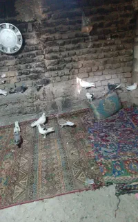 کفتر