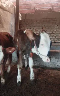 گوساله