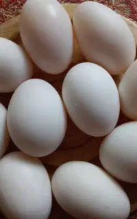 تخم اردک محلی و تازه،زرده درشت و پرخاصیت