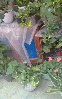 گل های زیبای اپارتمانی