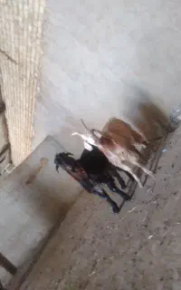 بزقاله نر