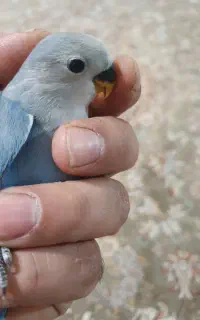 جوجه کوتوله برزیلی