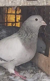 نر و ماده دم سفید