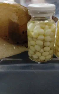 خاویار حلزون
