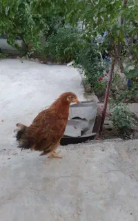 جوجه