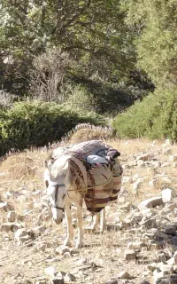 الاغ یا خر گله ایی